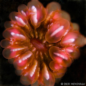"Ocean Flower" by Debi Henshaw 